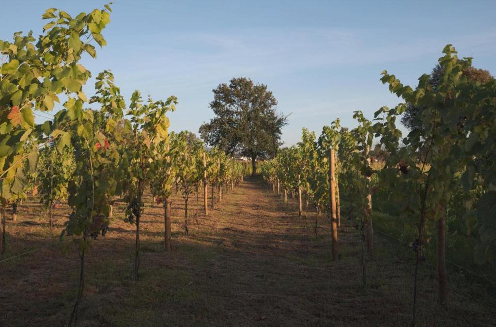 Quinta da Cancela - Winery & Farmhouse