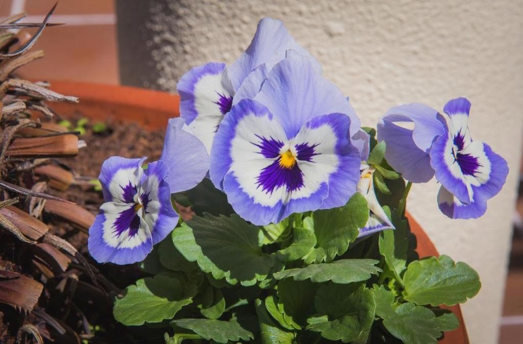 Aventura y relax en Madeira: disfruta en un hotel 4*