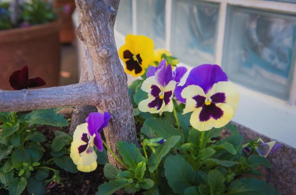 Aventura y relax en Madeira: disfruta en un hotel 4*